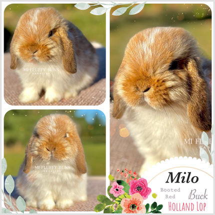 Milo
