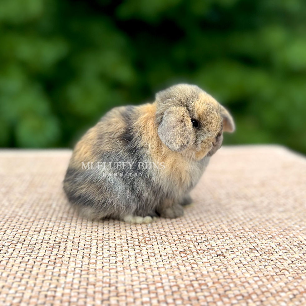 Thumbnail: TipToe *Non-Vienna* Torted Harlequin/Brindle, Brown Eyes (Holland Lop Buck)