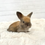 Thumbnail: Bunnee - Tort, Brown Eyes (English Angora Doe)