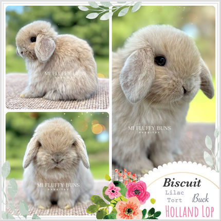 Biscuit