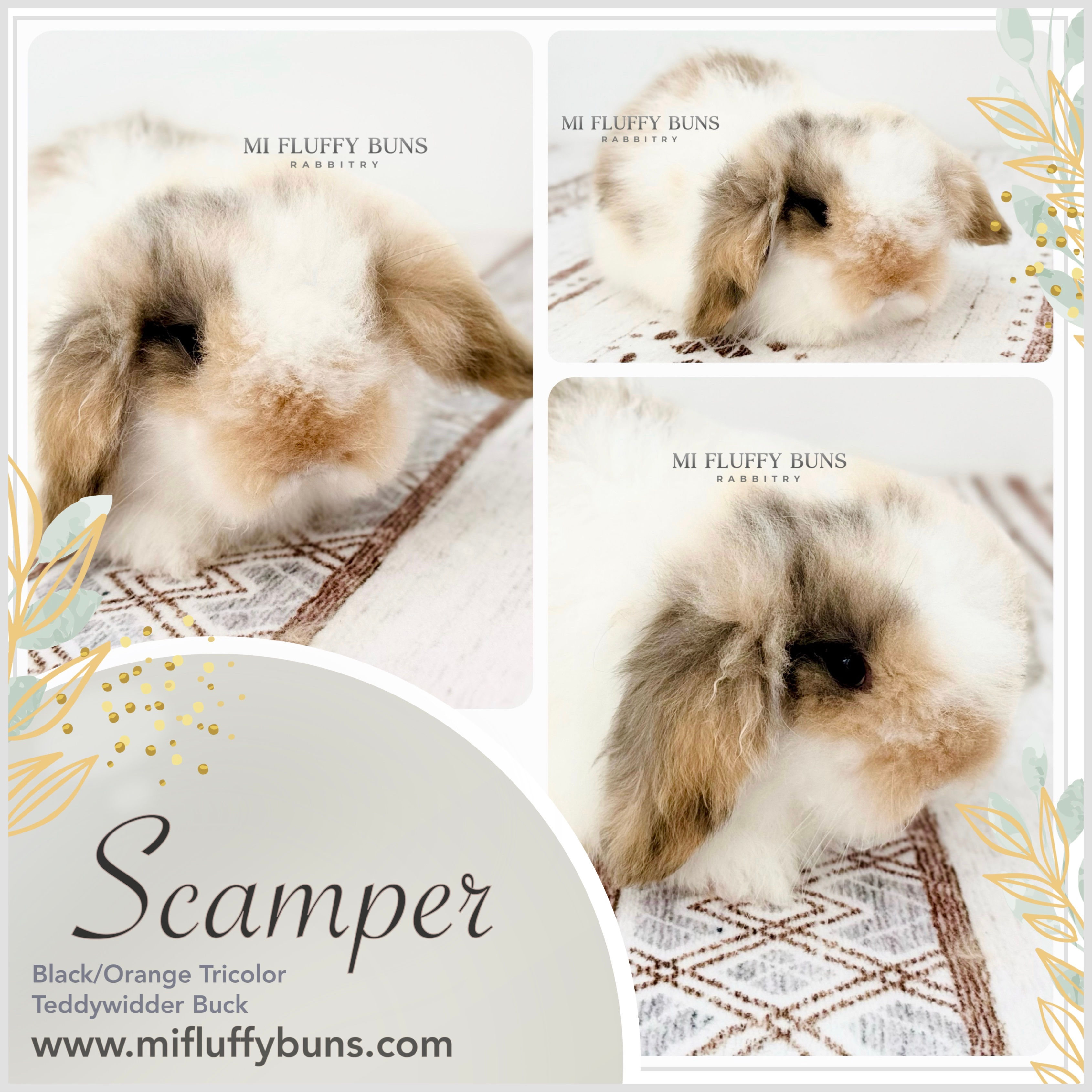 Scamper - Tricolor, Brown Eyes (Teddywidder Buck- 56% European) *PET*