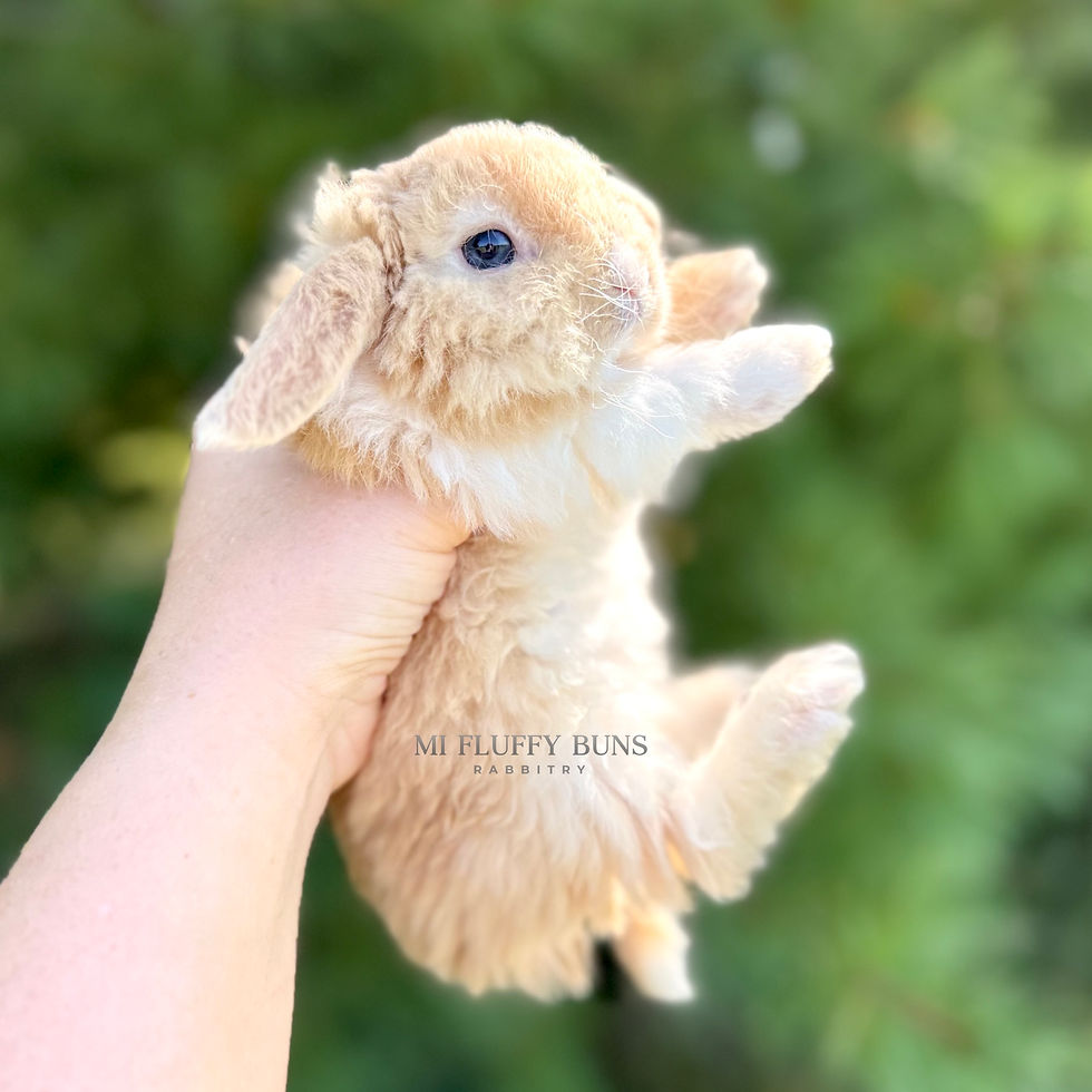 Thumbnail: Kelly - Lilac Cream VM, Marbled Blue Eyes (Mini Plush Lop Doe) *PET*