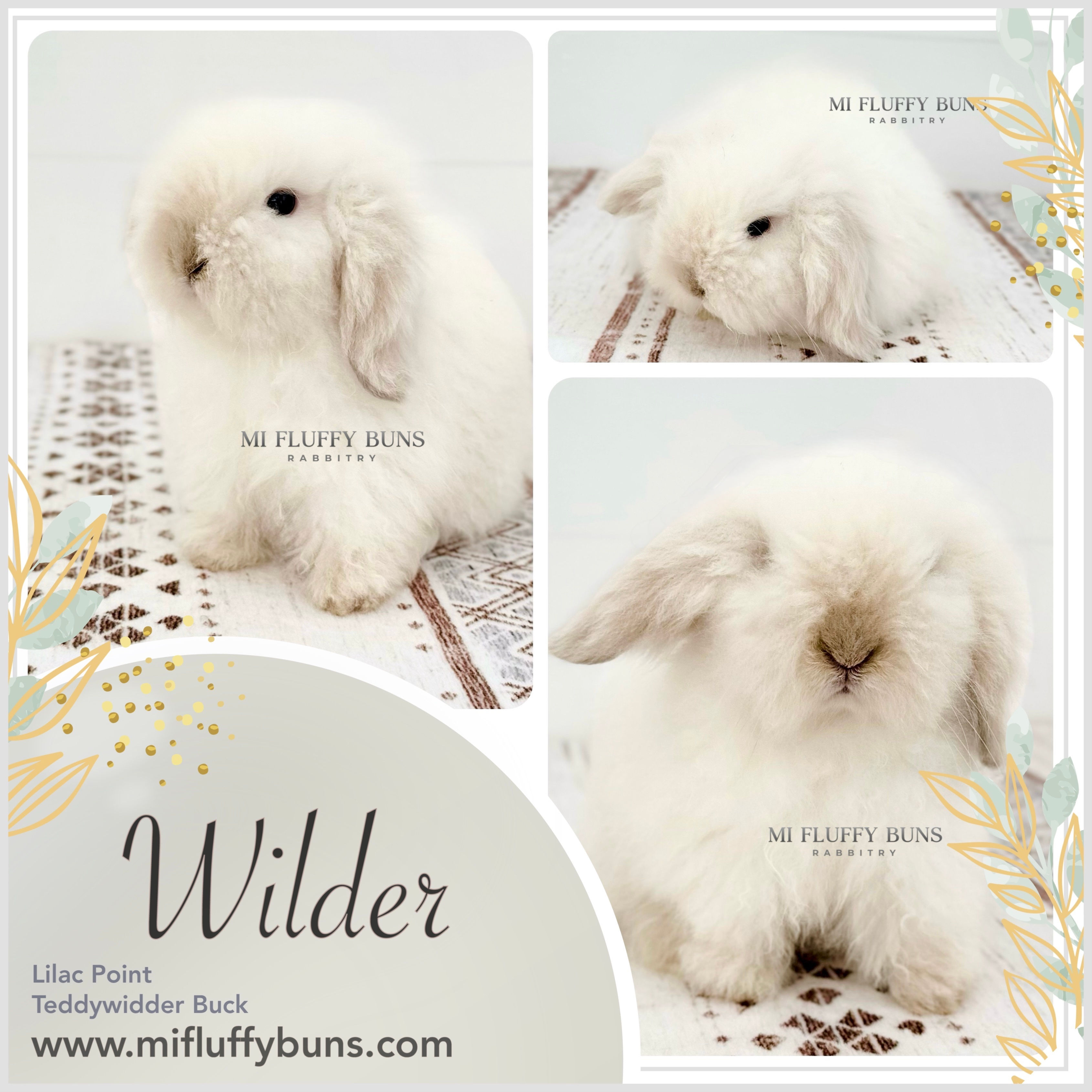Wilder - Lilac Point, Gray/Brown Eyes (Teddywidder Buck - 7/8 European)