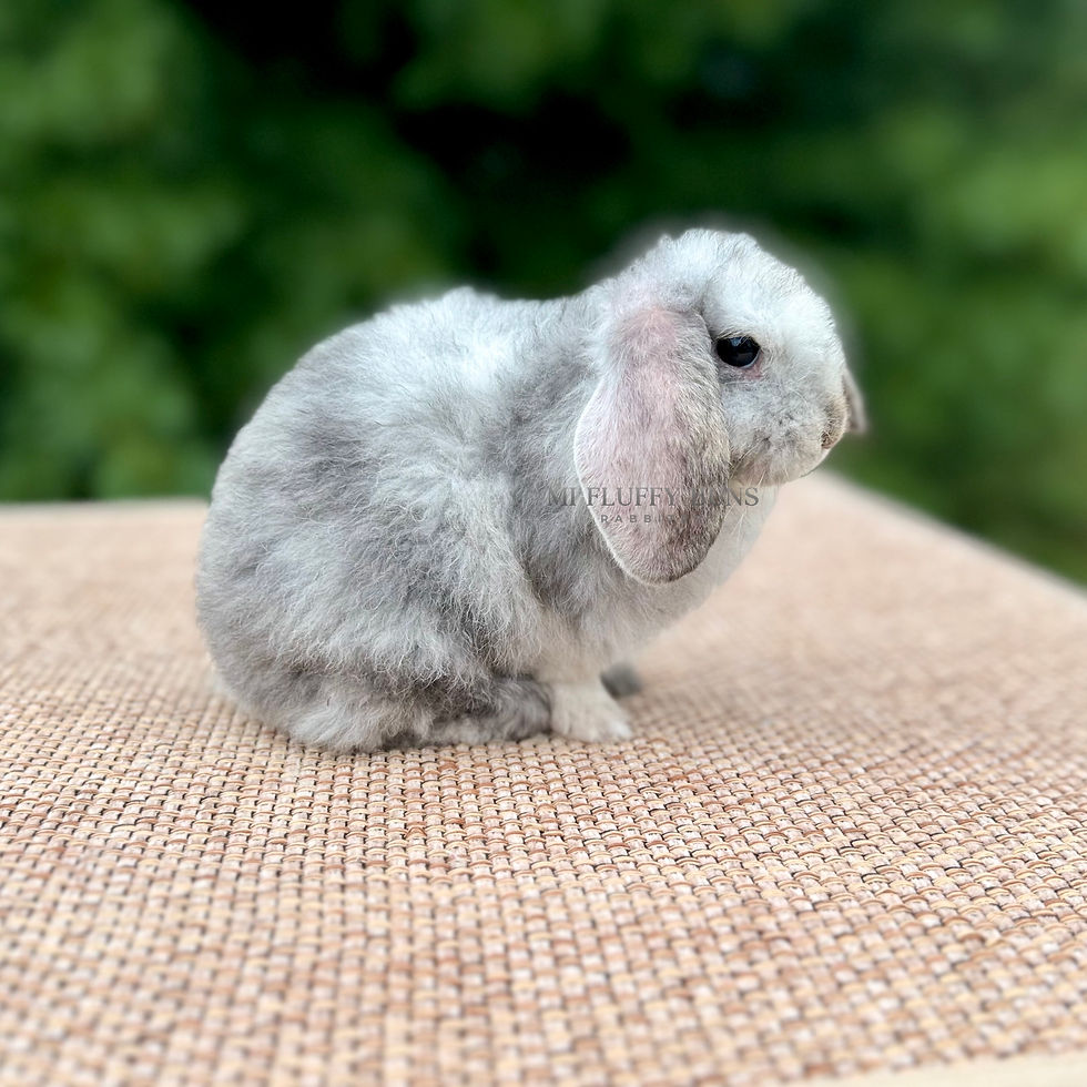 Thumbnail: Seraphina - Blue Sable Magpie, Light Brown Eyes (Mini Plush Lop Doe)