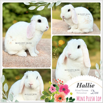 Hallie
