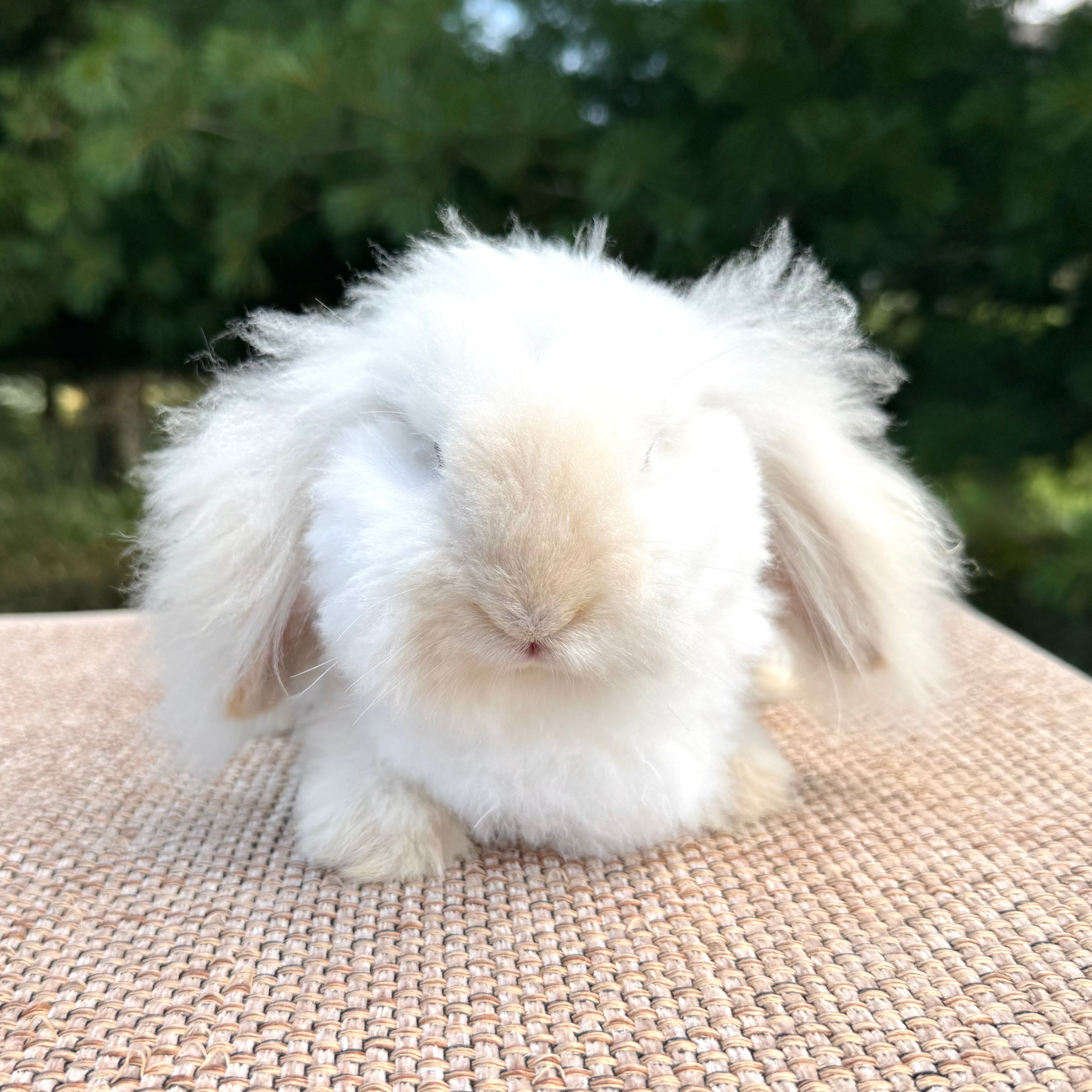 Cream Puff - Choc Frosty, Brown Eyes (Euro Teddywidder Doe) PET ONLY - 4 Months