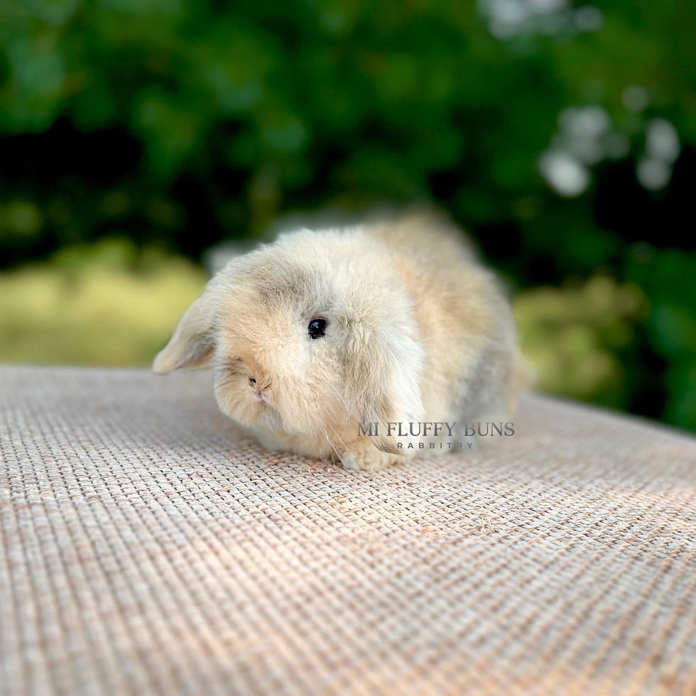 Thumbnail: Adelyn Mae - B/O Harlequin, Brown Eyes (Teddywidder Doe - 75% European)