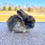 Thumbnail: Cricket - Black Torted Harlequin, Brown Eyes (English Angora Buck)