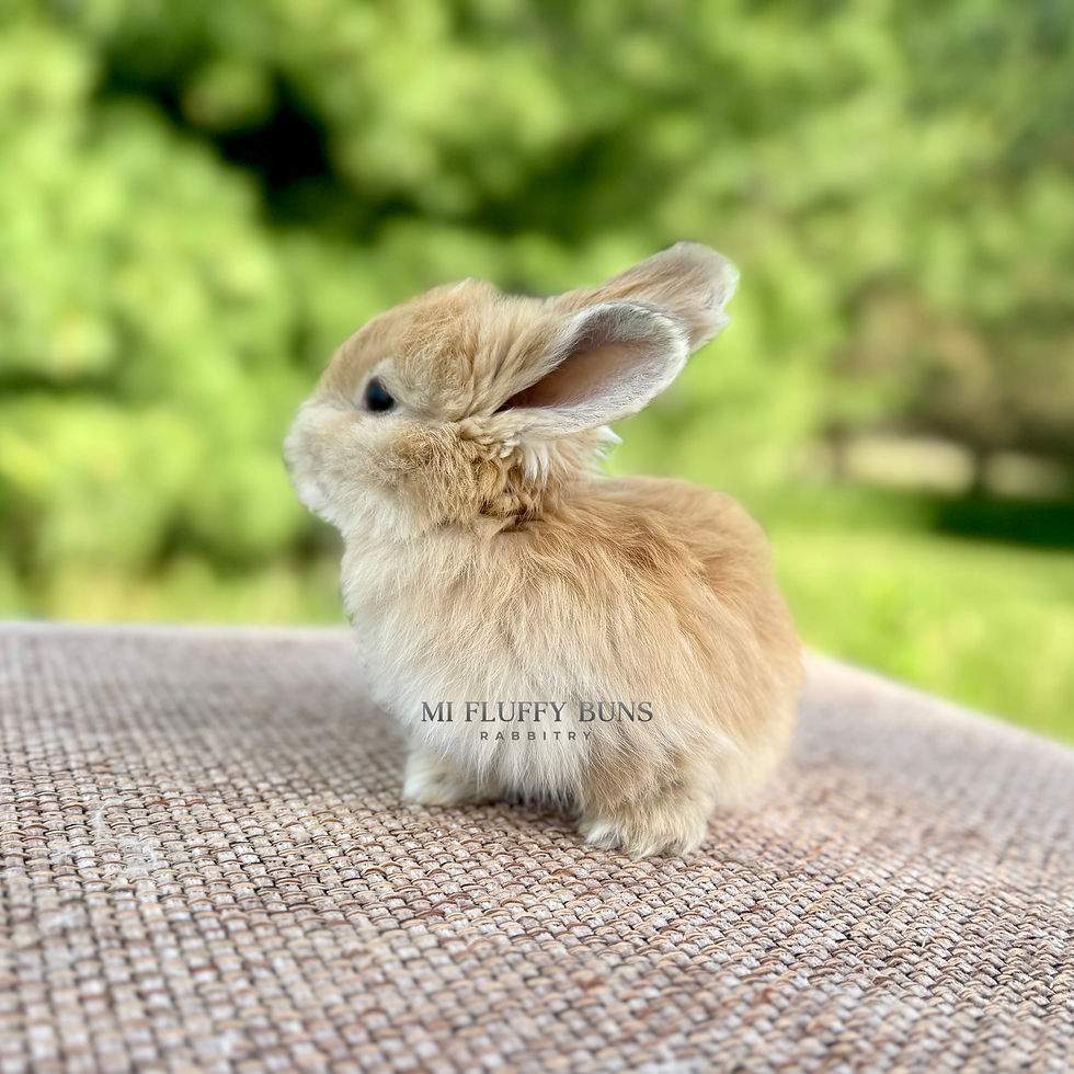 Thumbnail: Sahara - Fawn VM, Brown Eyes (English Angora Doe)