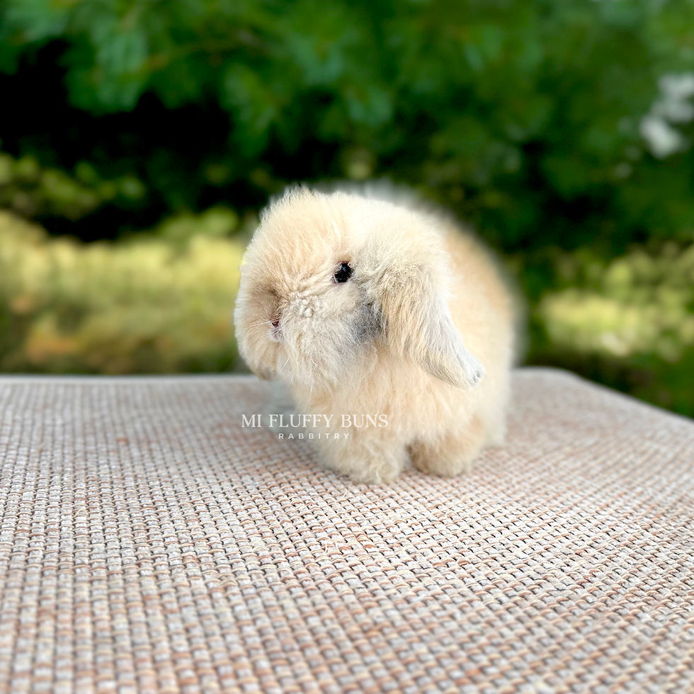 Thumbnail: Anna Claire - B/O Harlequin, Brown Eyes (Teddywidder Doe - 75% European)