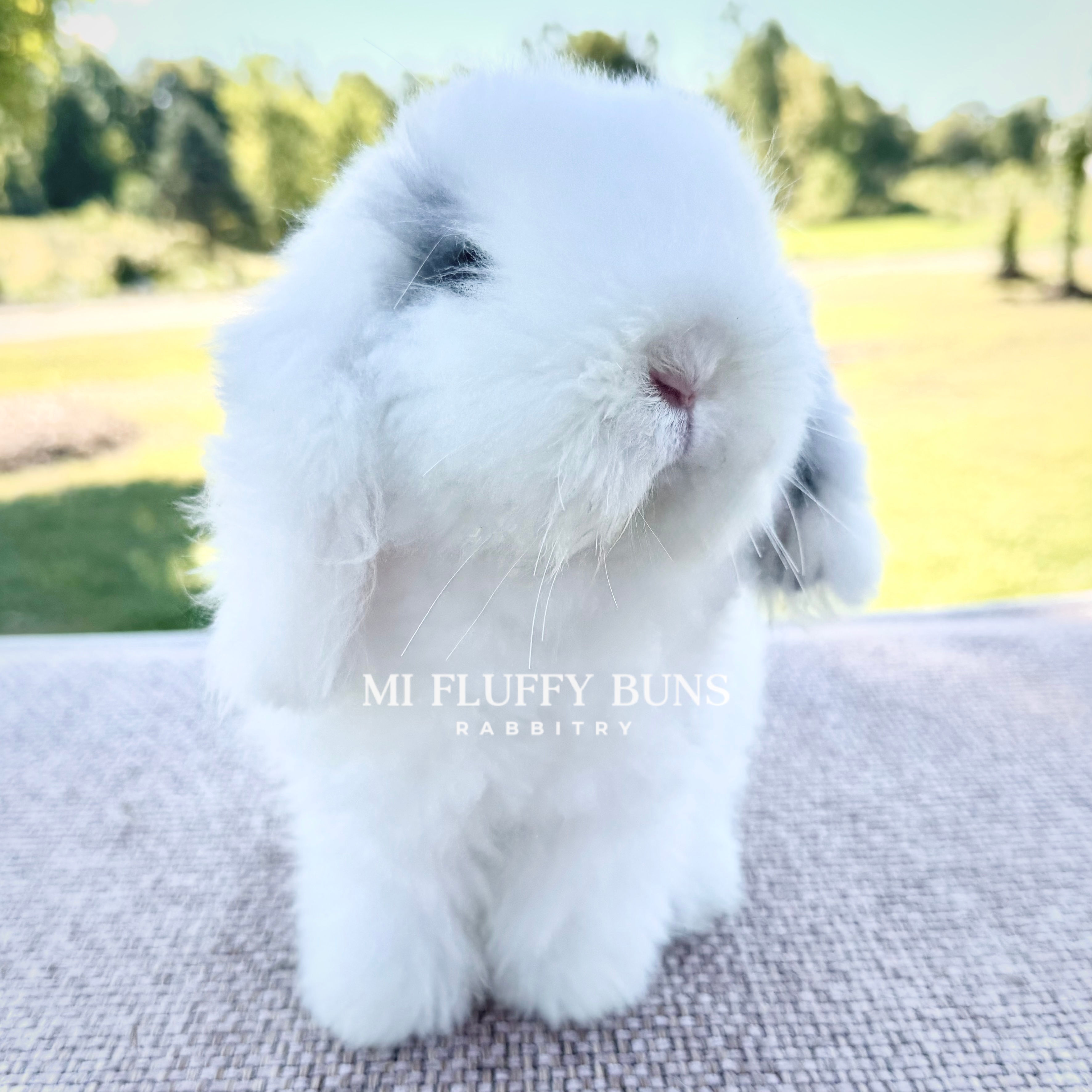 Dot - Broken Blue Magpie (Teddywidder Doe - 10 Months - PET ONLY)