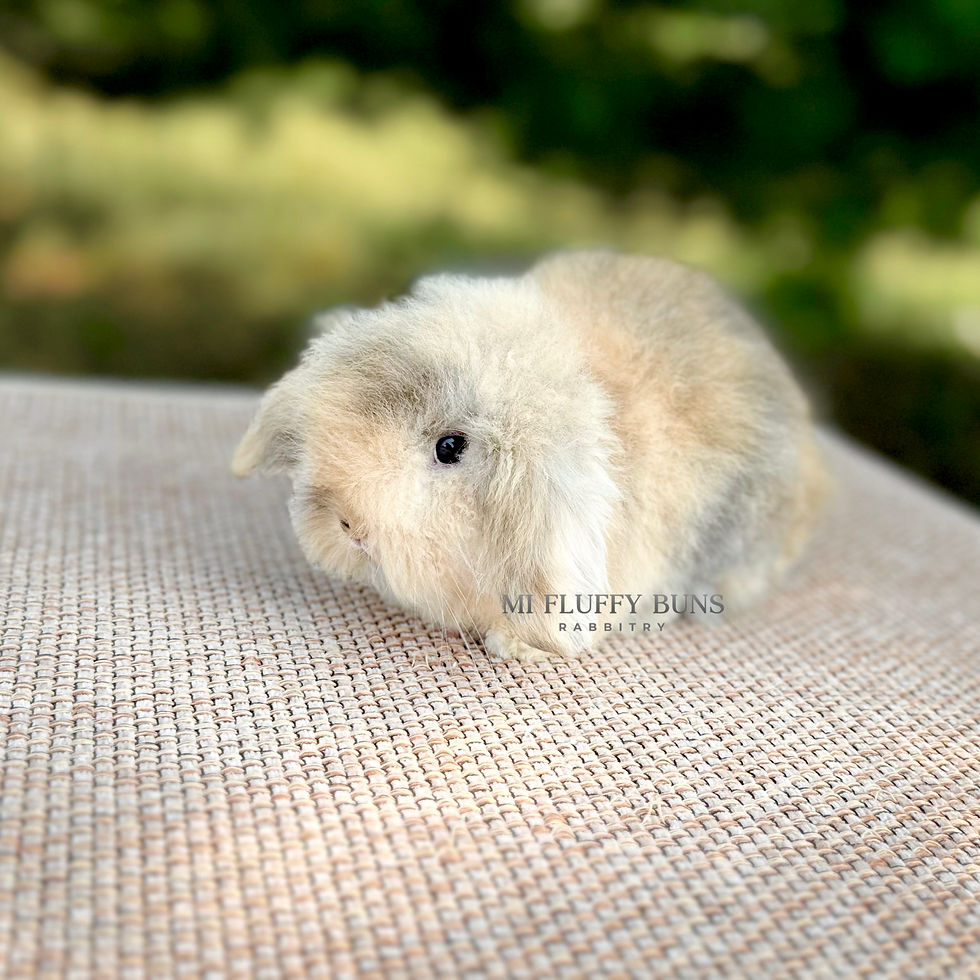 Thumbnail: Adelyn Mae - B/O Harlequin, Brown Eyes (Teddywidder Doe - 75% European)