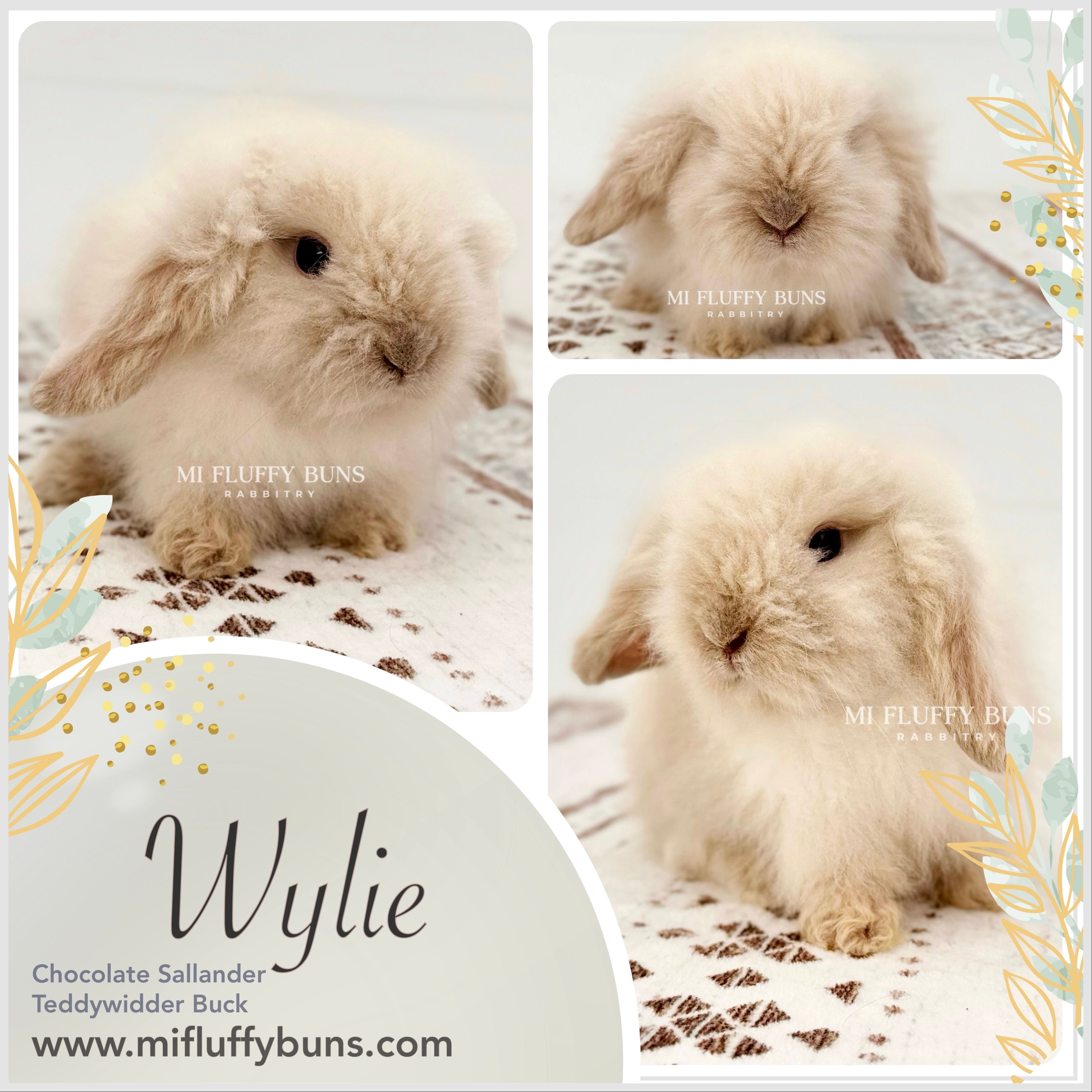 Wylie - Chocolate Sallander, Gray Eyes (Teddywidder Buck - 7/8 European) *PET*