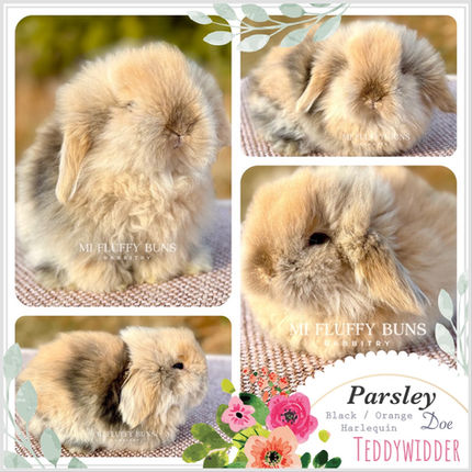 Parsley