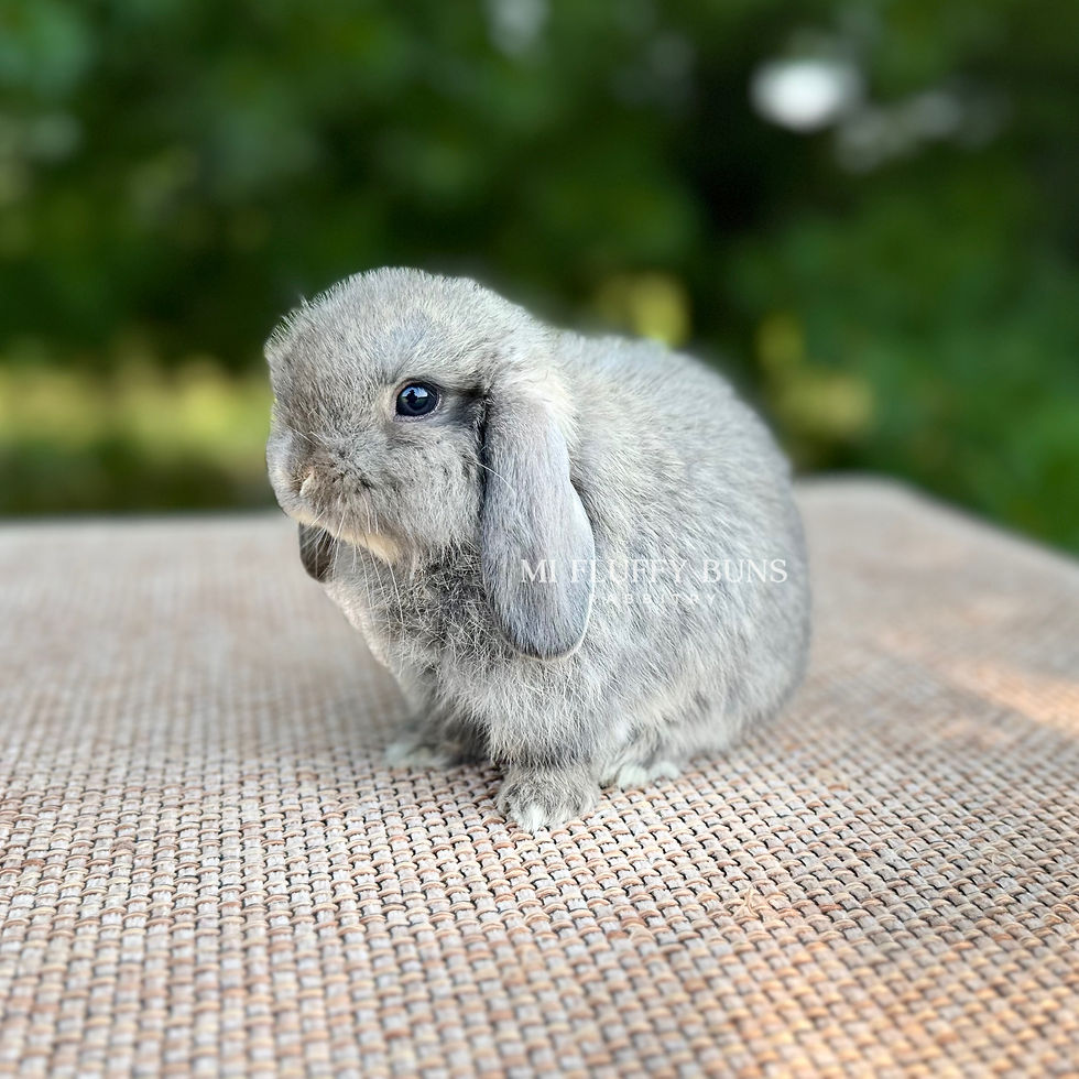 Thumbnail: Doretha - *Non-Vienna* Opal, Gray Eyes (Holland Lop Doe)