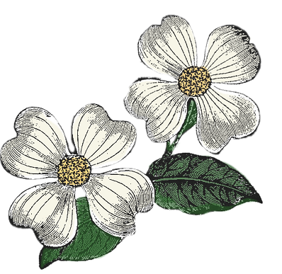 White flowers