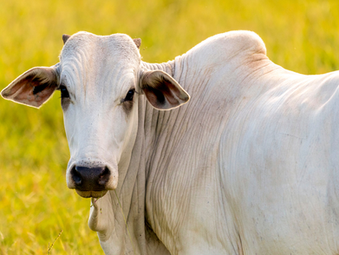 Arroba do boi gordo atinge R$ 322@ e pecuaristas celebram com cautela