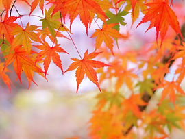 紅葉