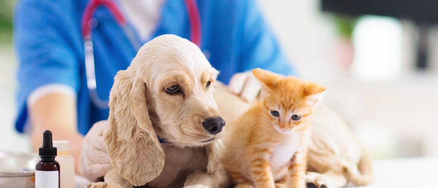 獣医と犬と猫