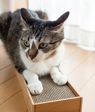 猫用爪とぎ
