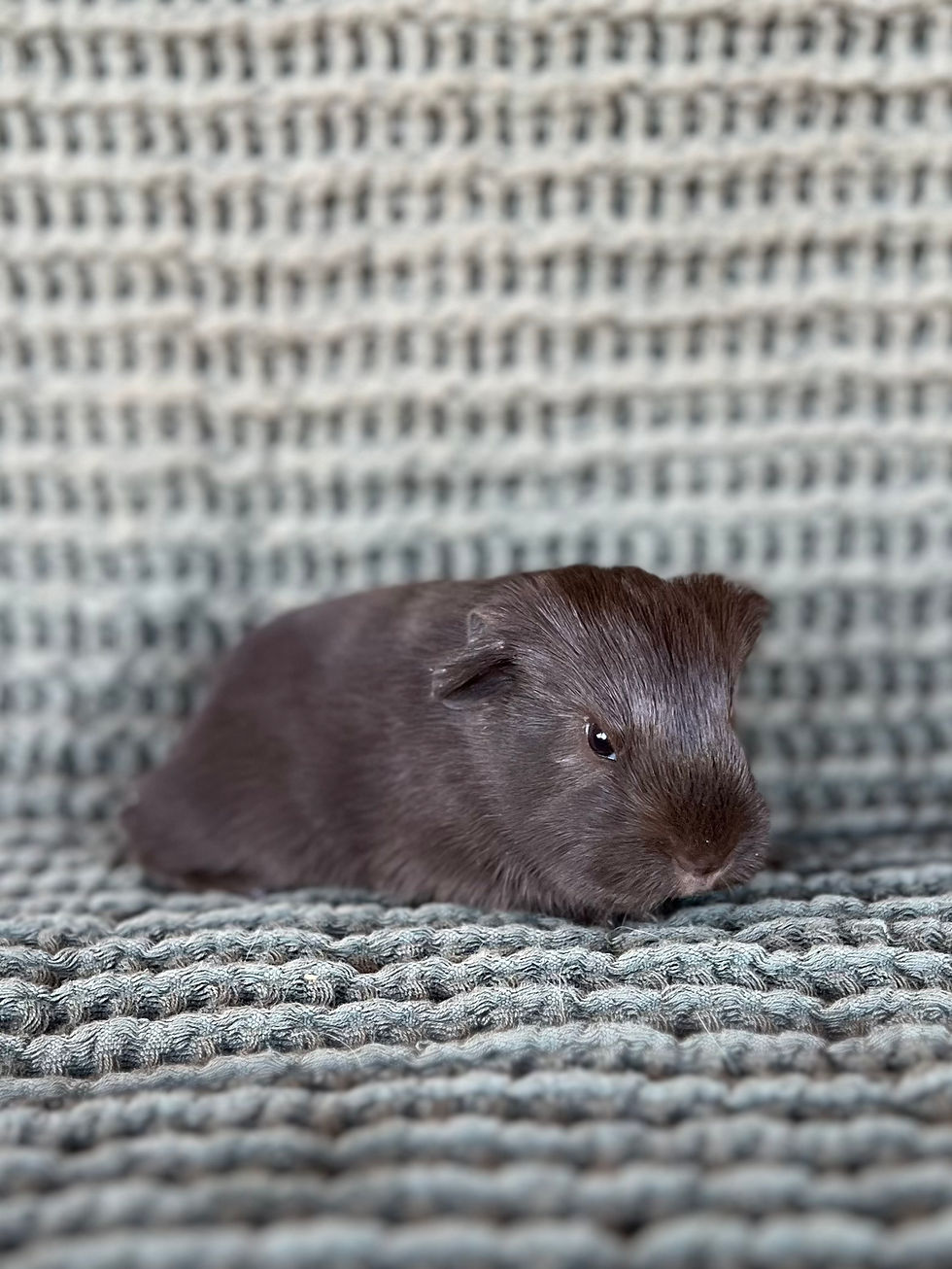 Thumbnail: Azalea - Silkie Cavy Sow