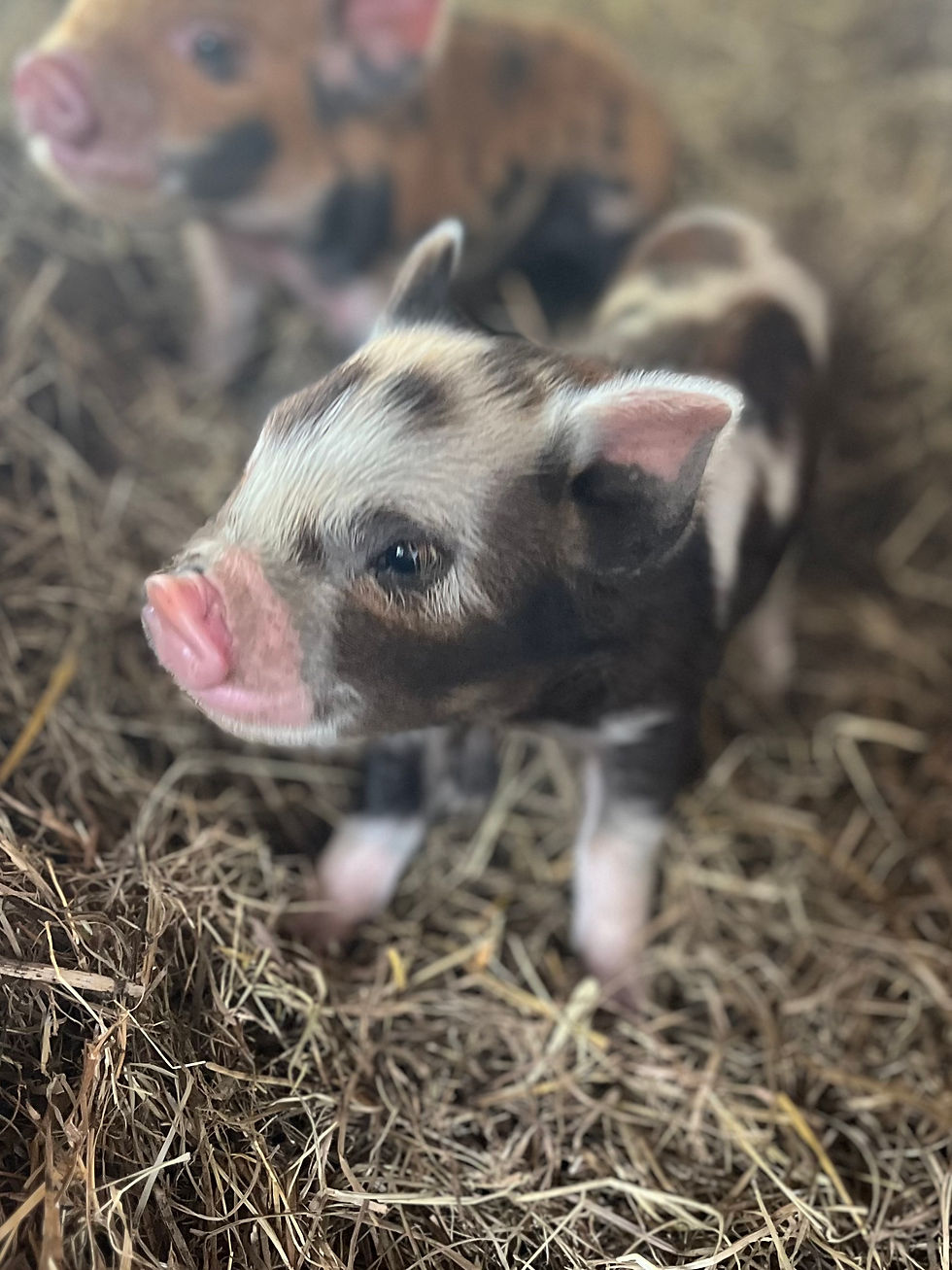 Thumbnail: Beniano - Kune Kune Boar