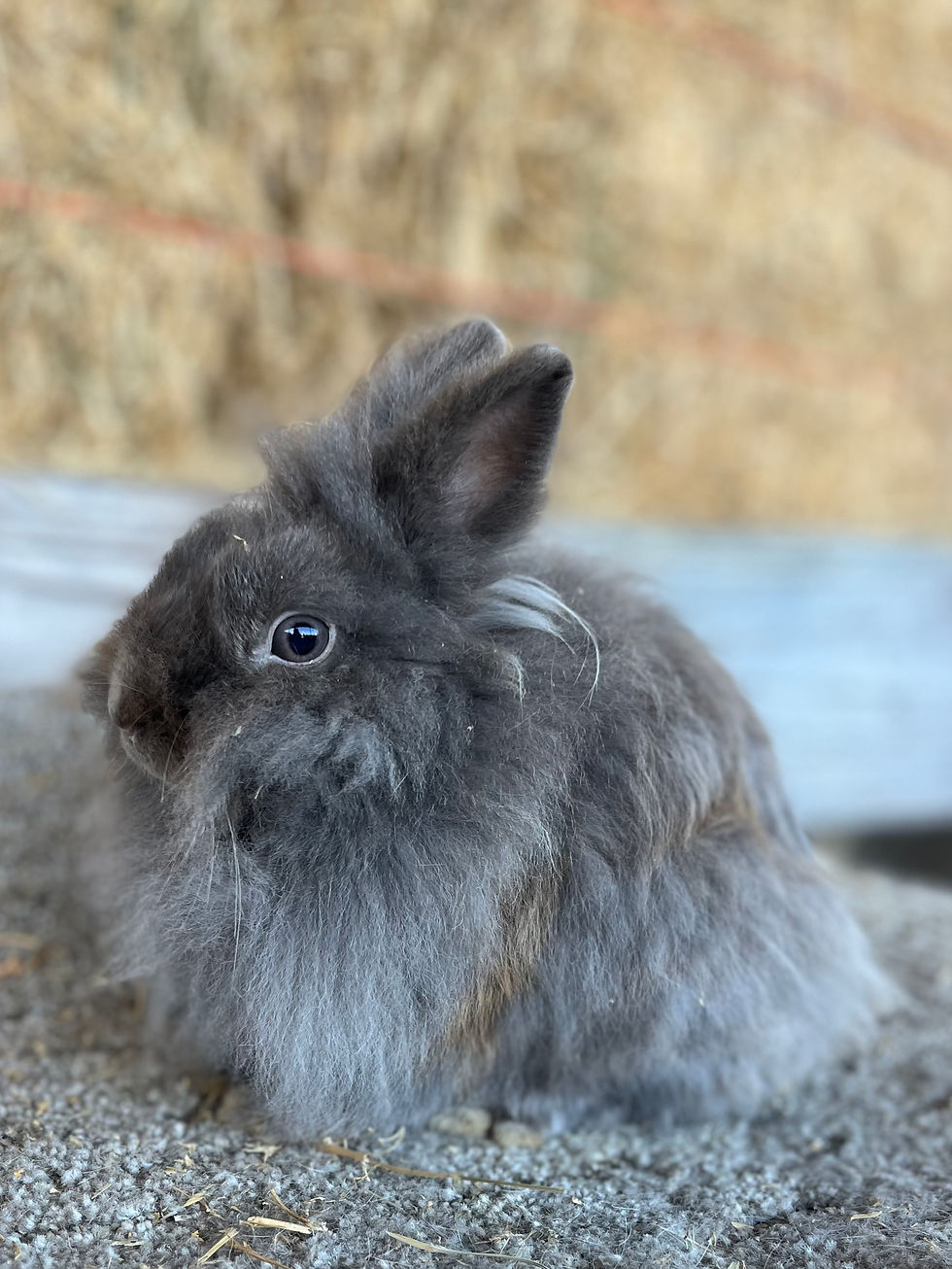 Thumbnail: Lilac - Lionhead Doe