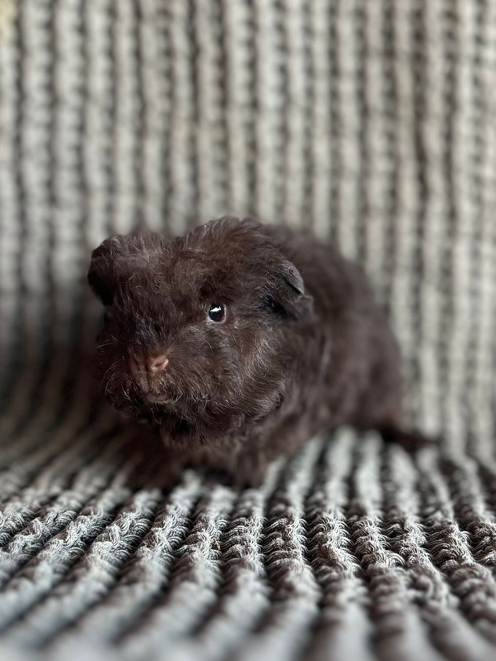 Thumbnail: Brunello - Merino Cavy Boar