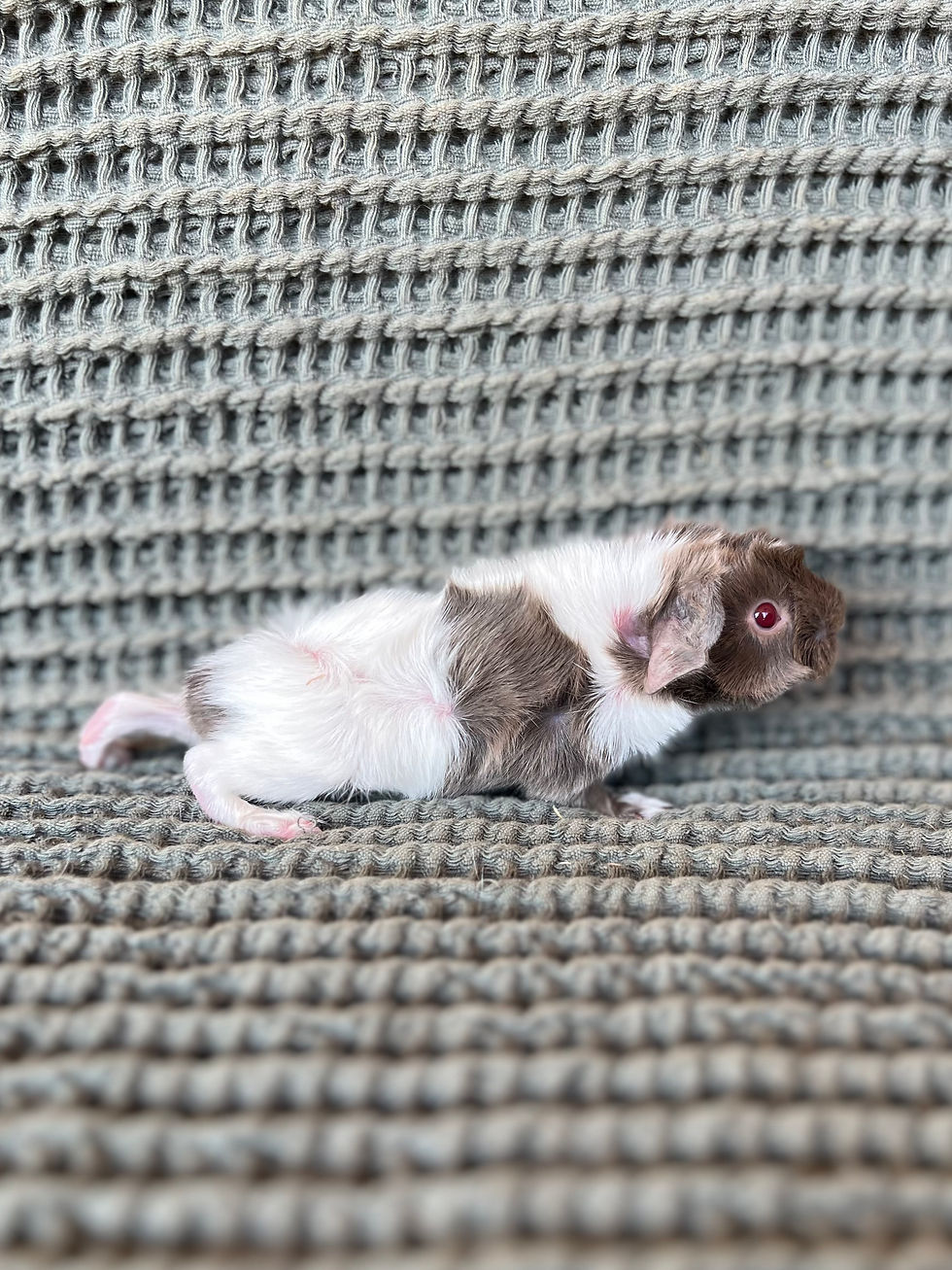 Thumbnail: Marisol - Peruvian Cavy Sow