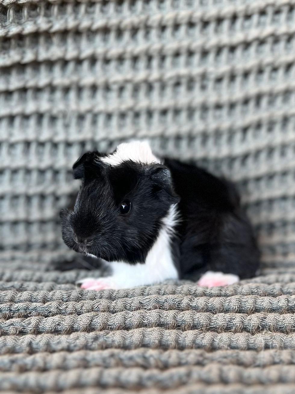 Thumbnail: Fina - Peruvian Cavy Sow
