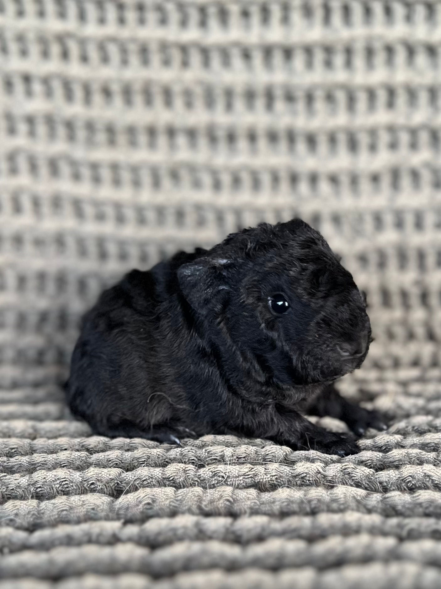 O’Connor - Texel Cavy Boar