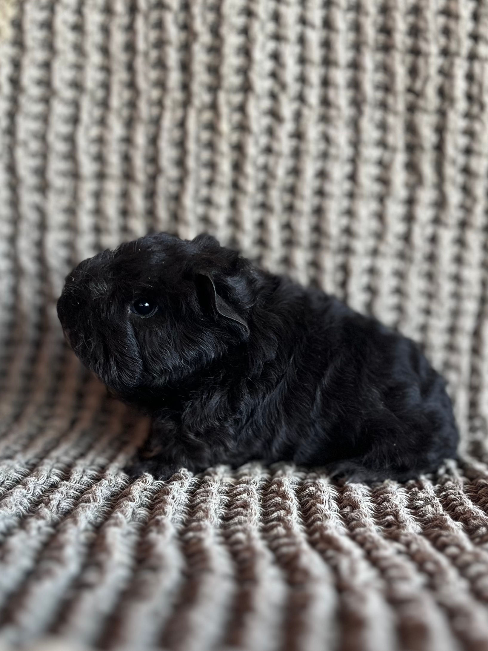 Piccolino - Texel Cavy Boar