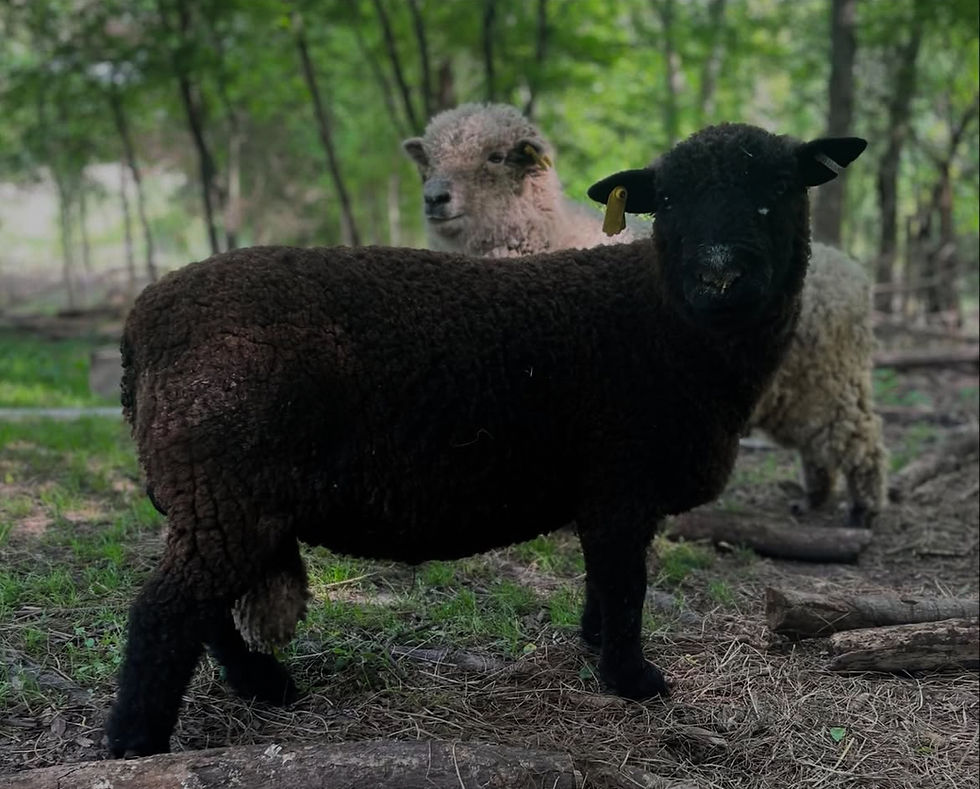 Thumbnail: Whitley - Babydoll Southdown Ram