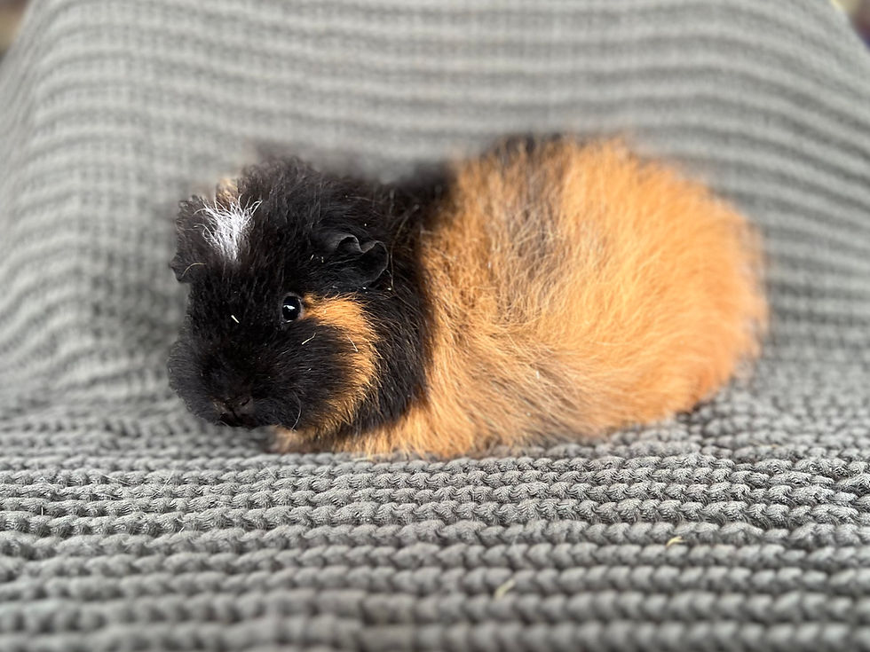 Thumbnail: Periwinkle Cavy Waitlist Deposit