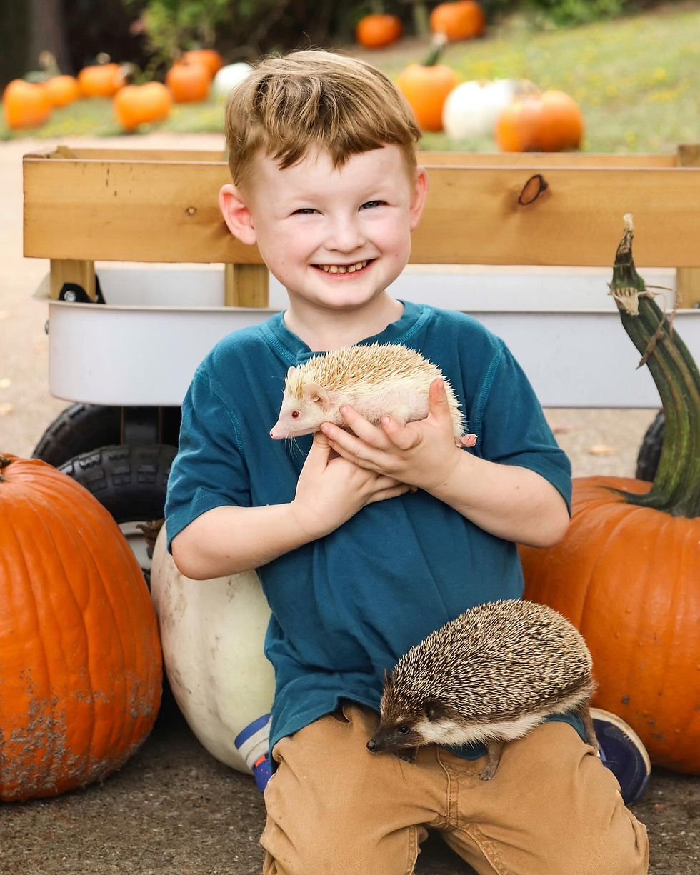 Thumbnail: Periwinkle Hedgehog Party 