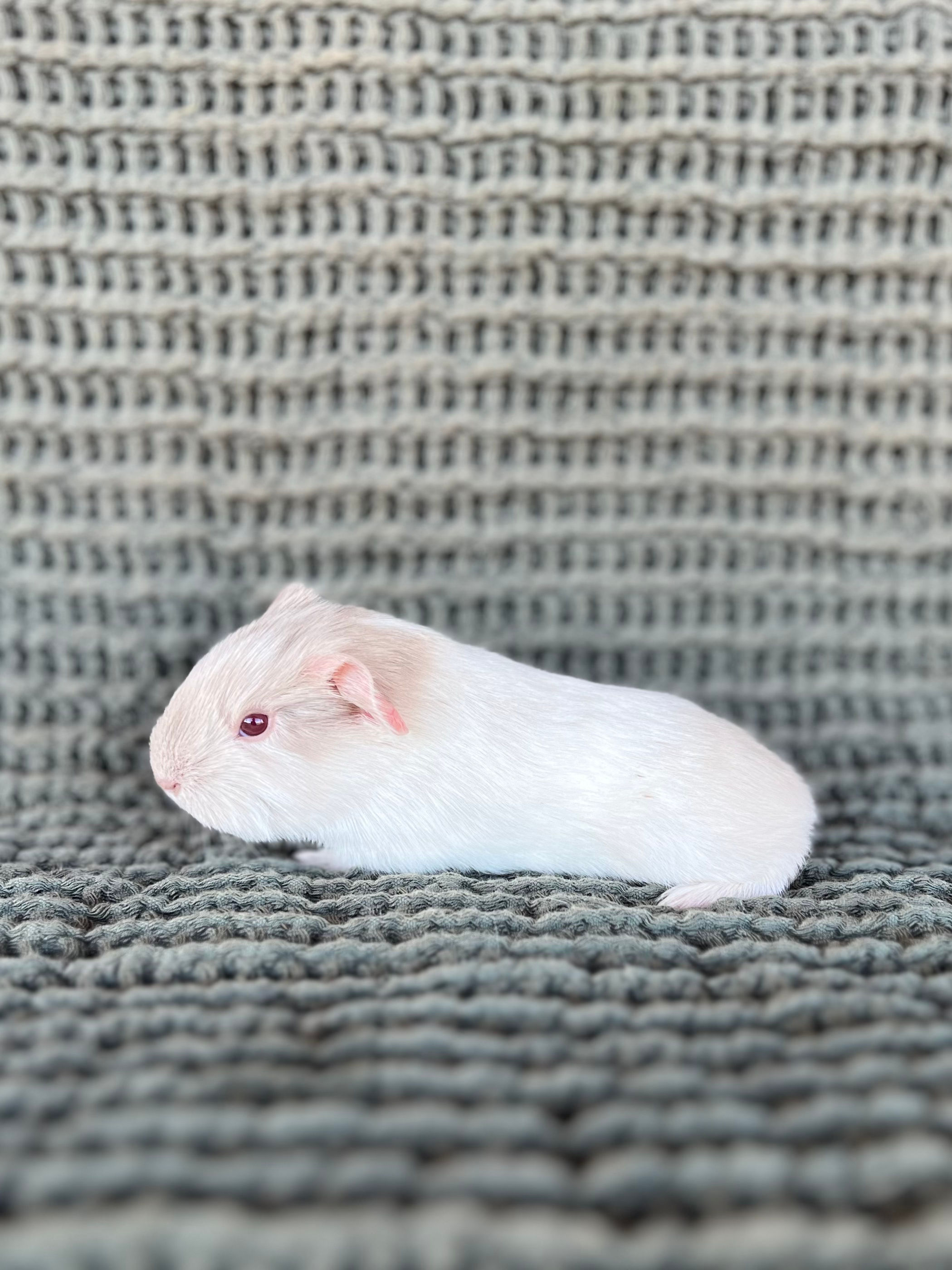 Hawthorn - Silkie Cavy Boar