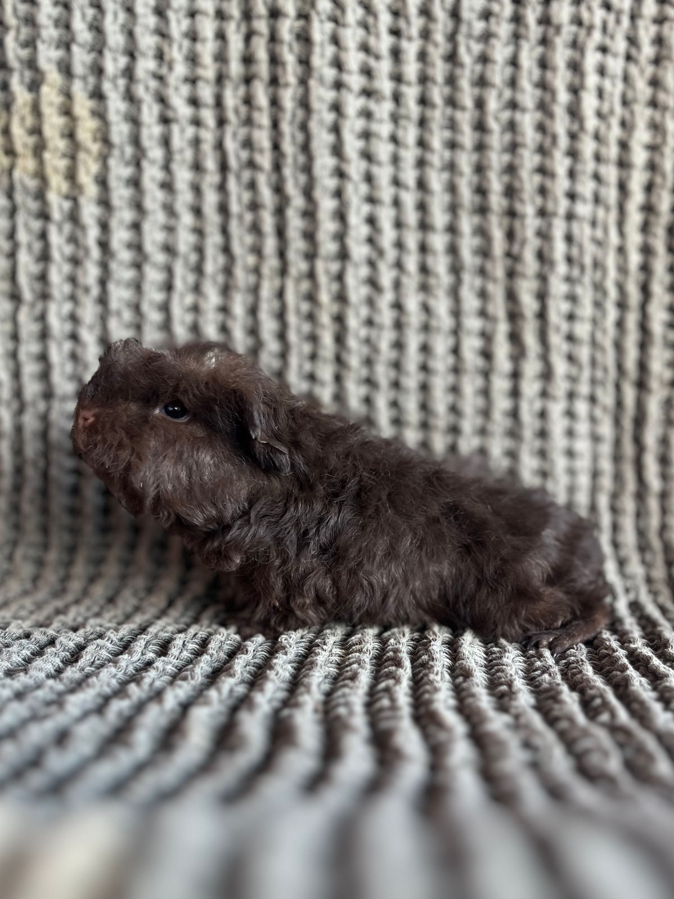 Brunello - Merino Cavy Boar