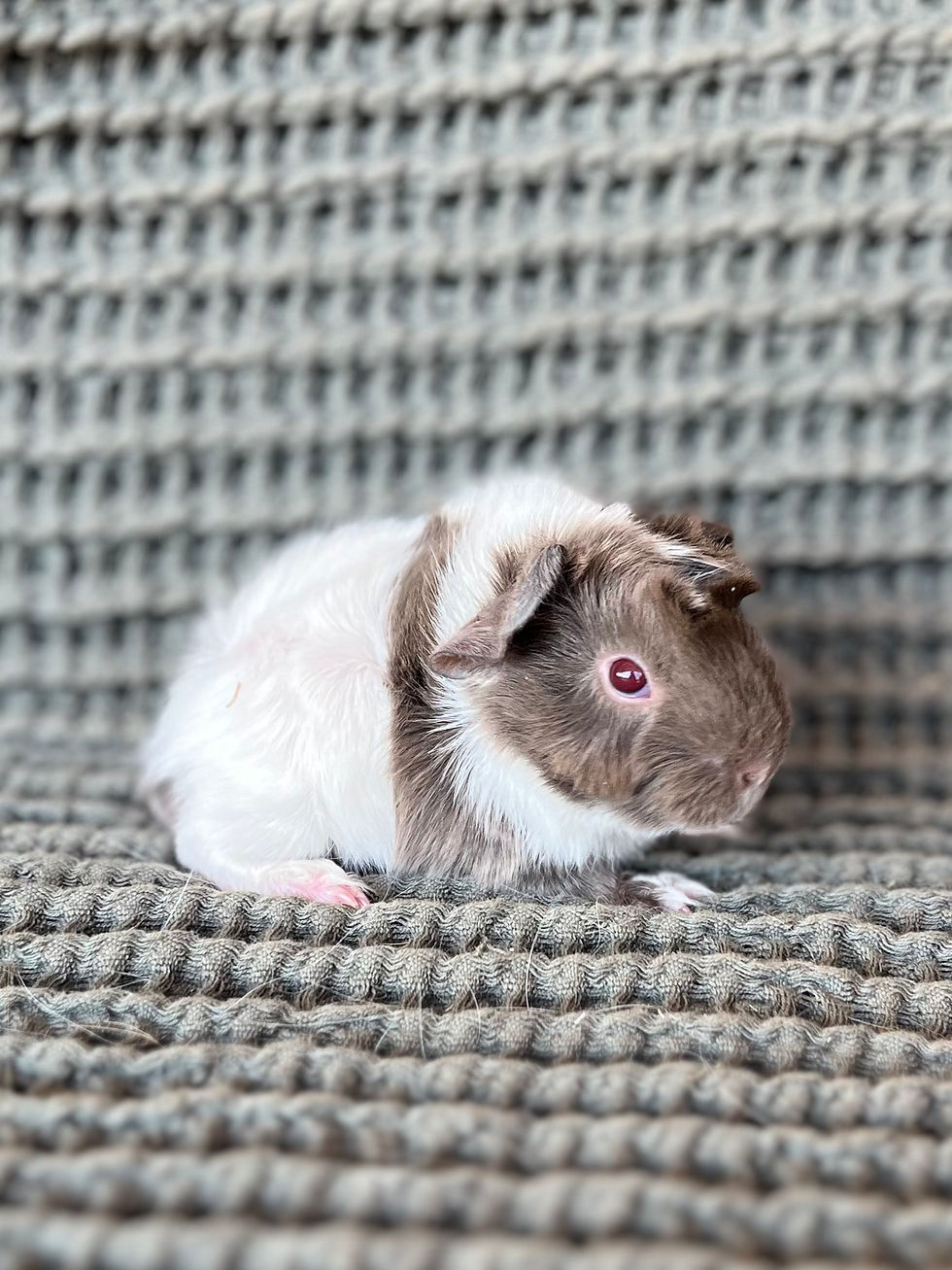 Thumbnail: Marisol - Peruvian Cavy Sow