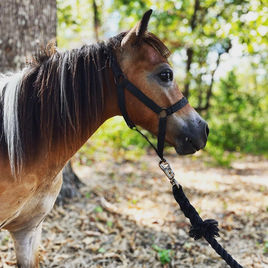 Bay Pinto Paint Mini Stud Pony Horse