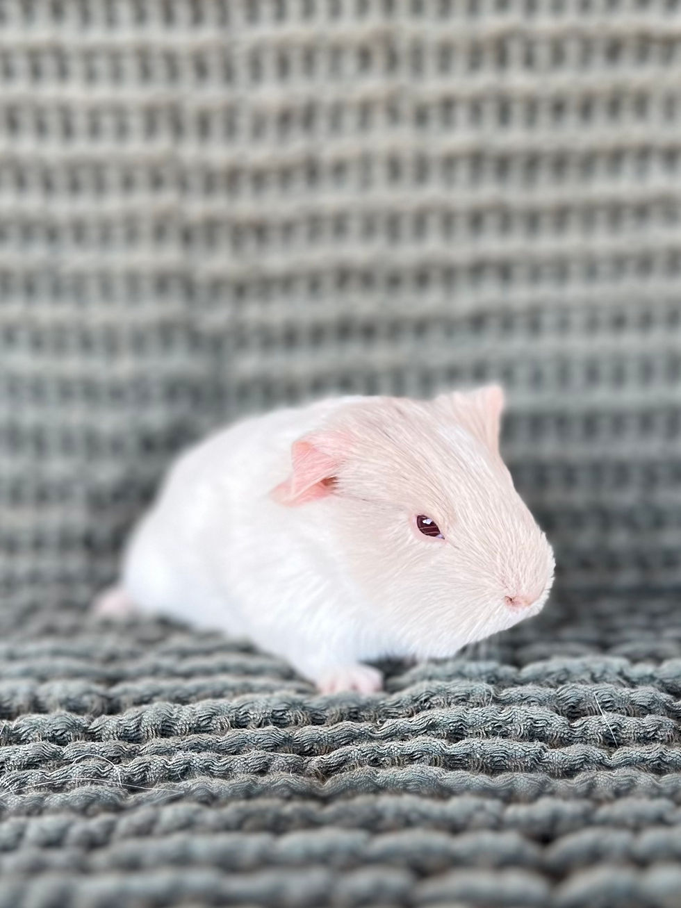 Thumbnail: Hawthorn - Silkie Cavy Boar