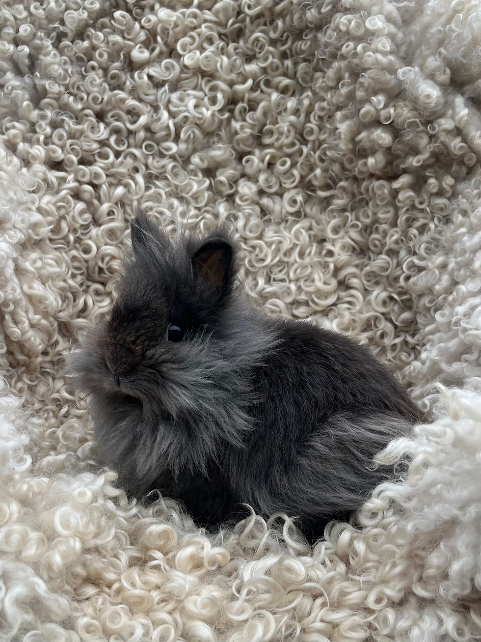 Thumbnail: Periwinkle Bunny Waitlist Retainer