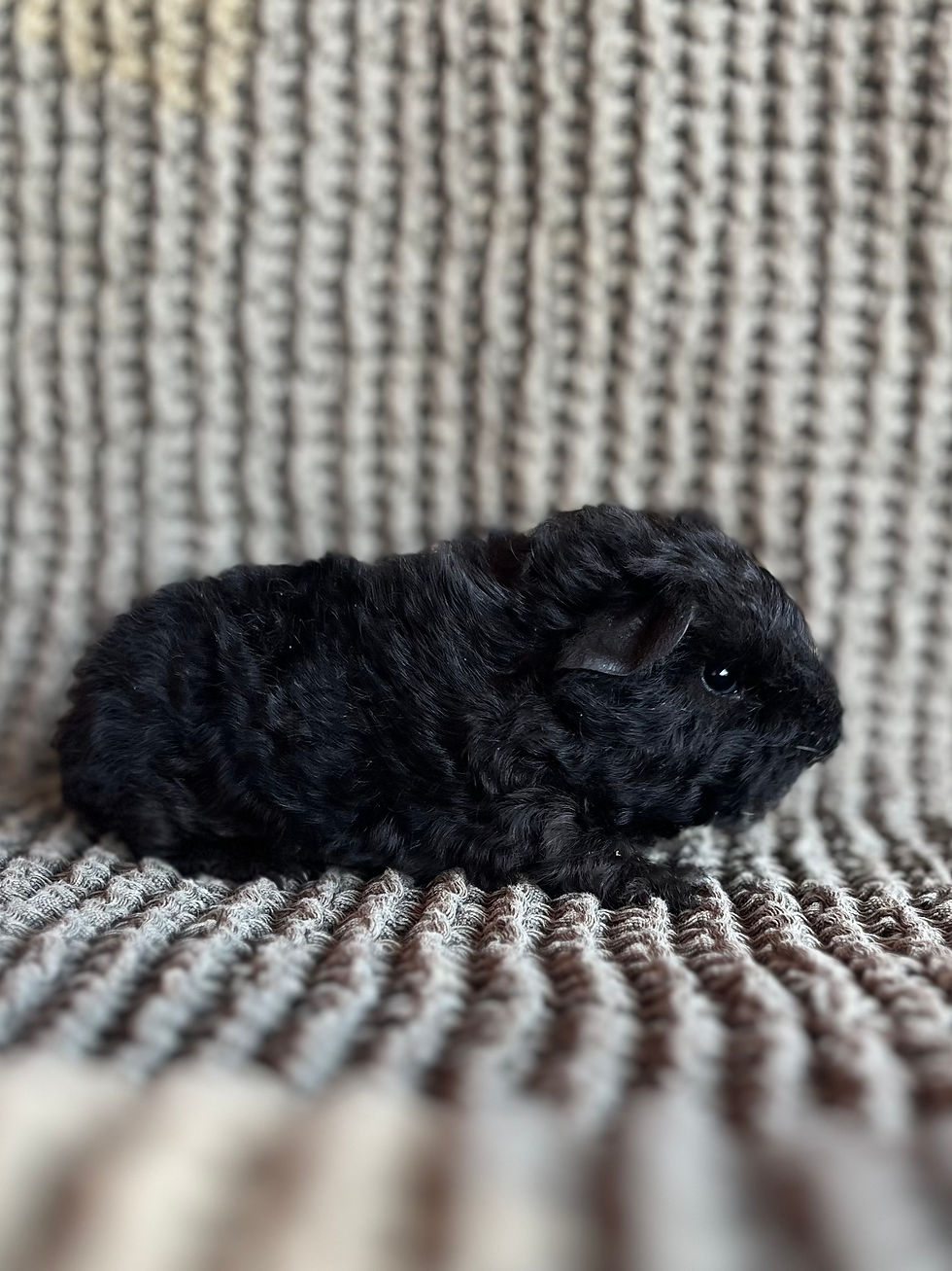 Thumbnail: Piccolino - Texel Cavy Boar
