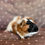 Thumbnail: Toffee - American/Abbysinnian Cross Cavy Boar