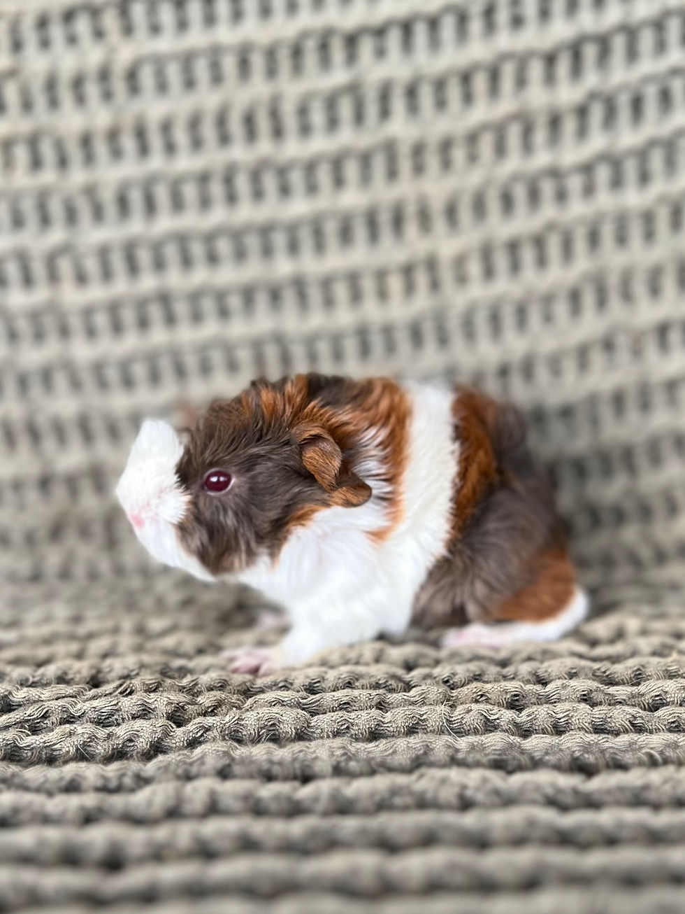 Thumbnail: Gerrity - Peruvian Cavy Boar