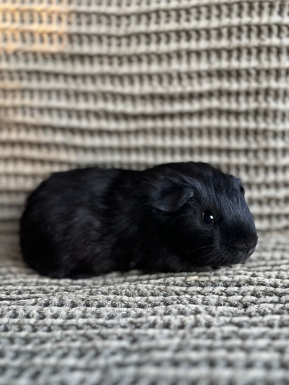Thumbnail: Black Stud - American Shorthair Cavy Boar