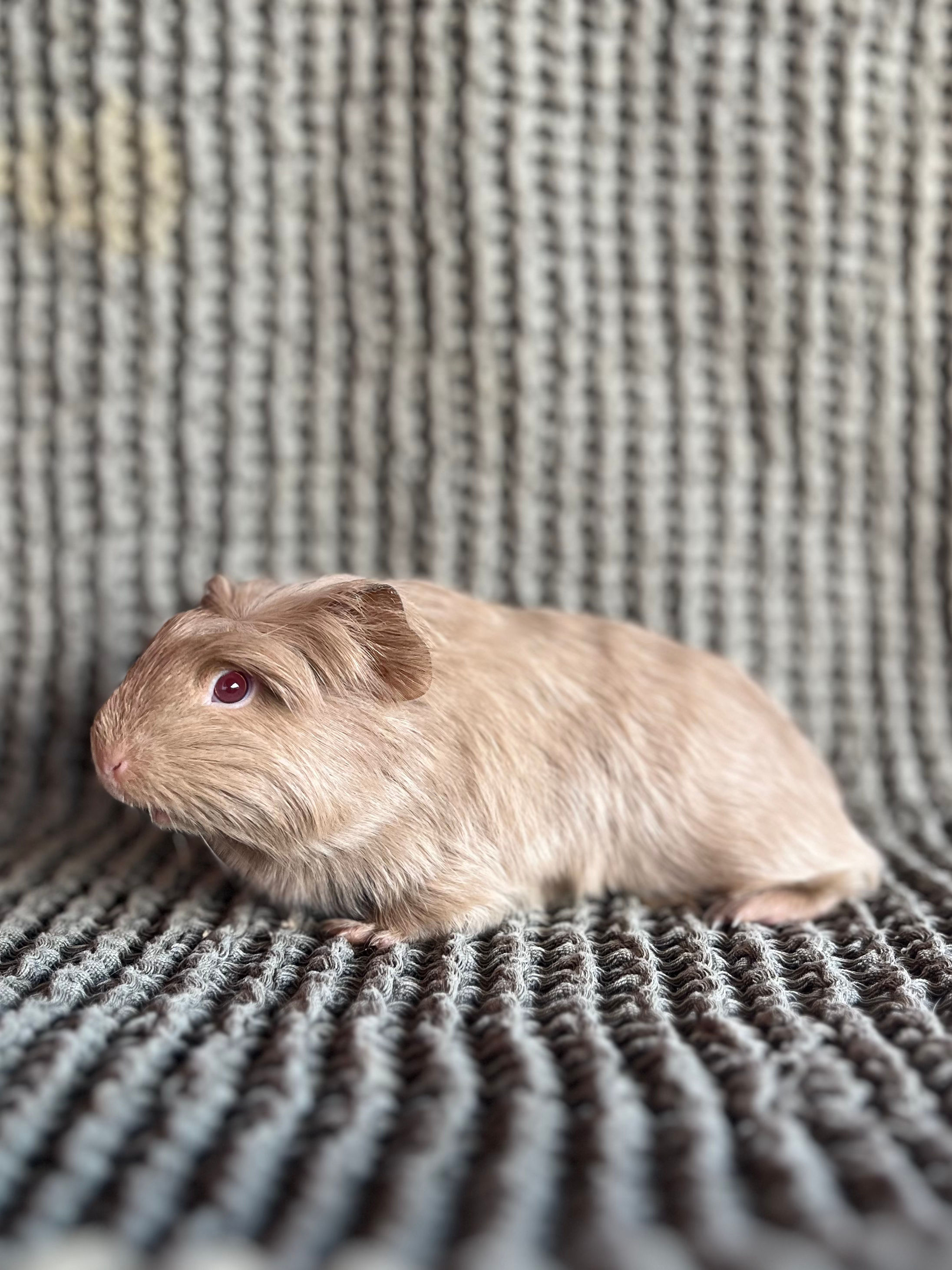 Bambina - Coronet Cavy Sow