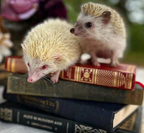 Hedgehogs and Books Stacked