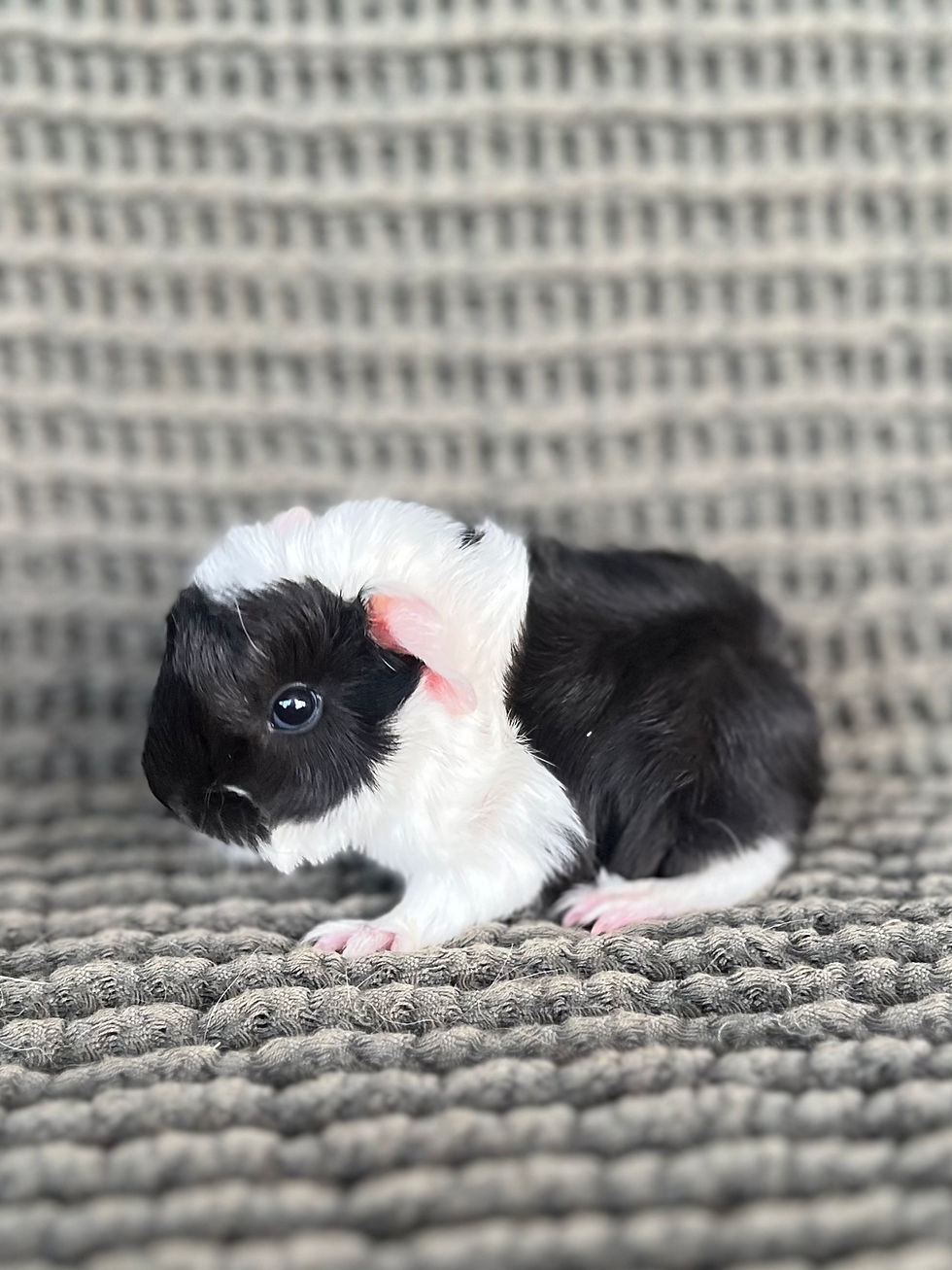 Thumbnail: El Señor - Peruvian Cavy Boar