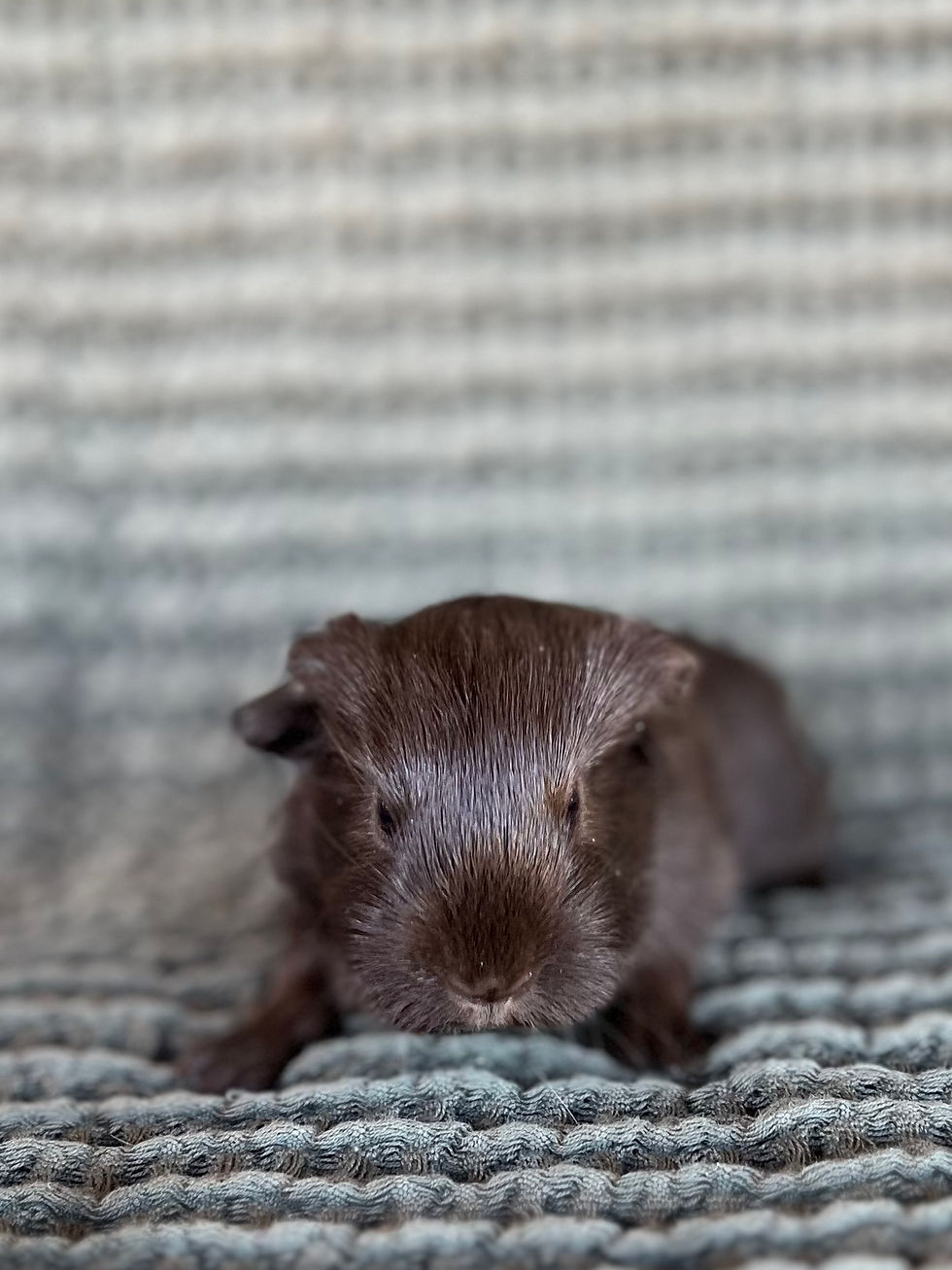 Thumbnail: Azalea - Silkie Cavy Sow
