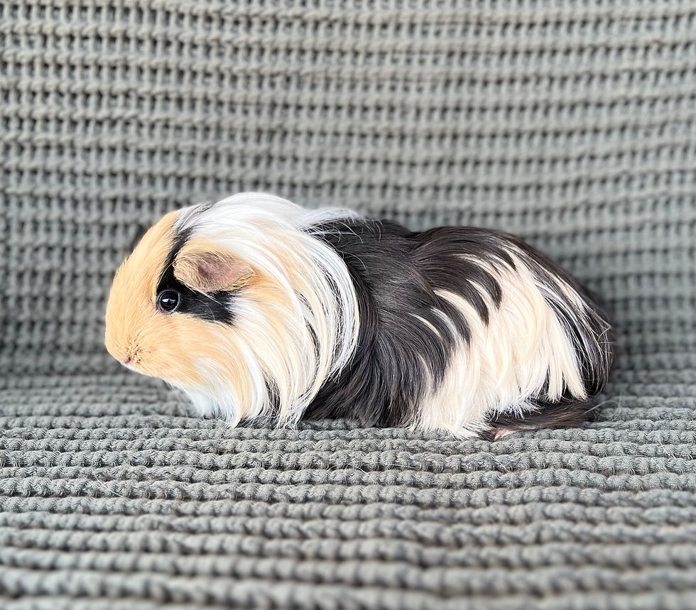 Thumbnail: Periwinkle Cavy Waitlist Deposit